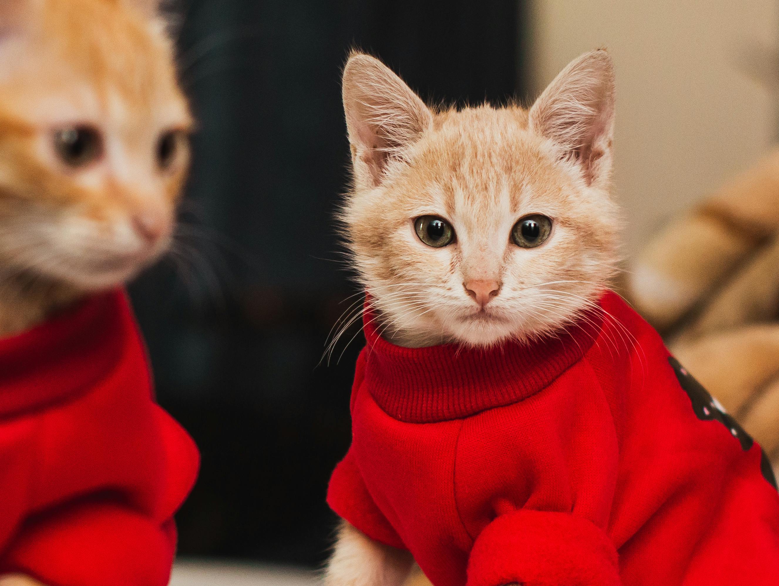 Sweatshirts